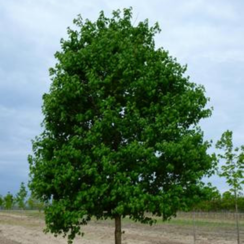 Acer campestre