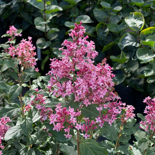 Syringa Bloomerang Ballet - 2g