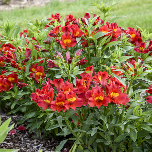 Alstroemeria 'Summer Heat' - 2g