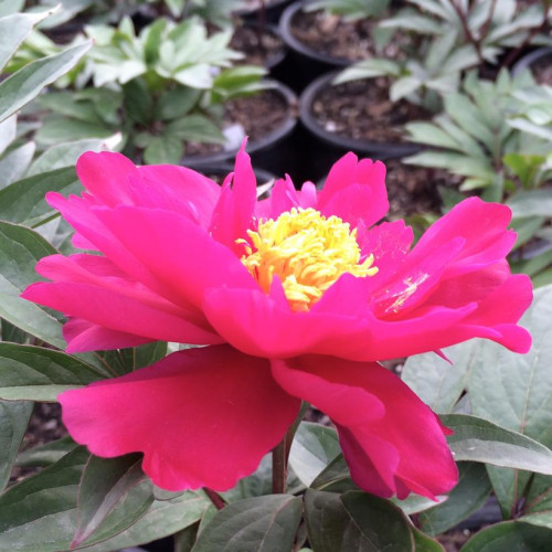 Paeonia Patio 'Moscow' - 2g