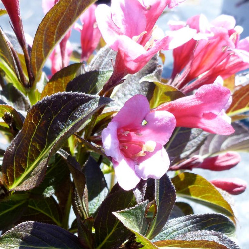 Weigela florida 'Tango' - 2g