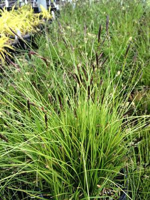 Carex pensylvanica - 1g