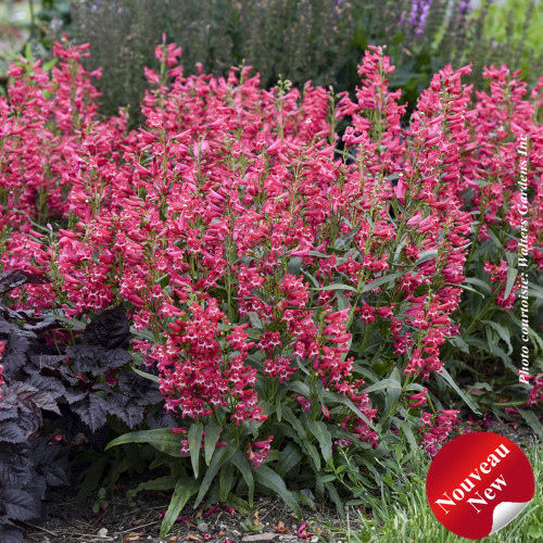 Penstemon Bejeweled Rose Rhinestones - 1g