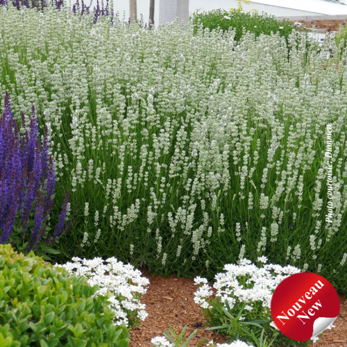 Lavandula 'La Diva Spirit White' - 1g