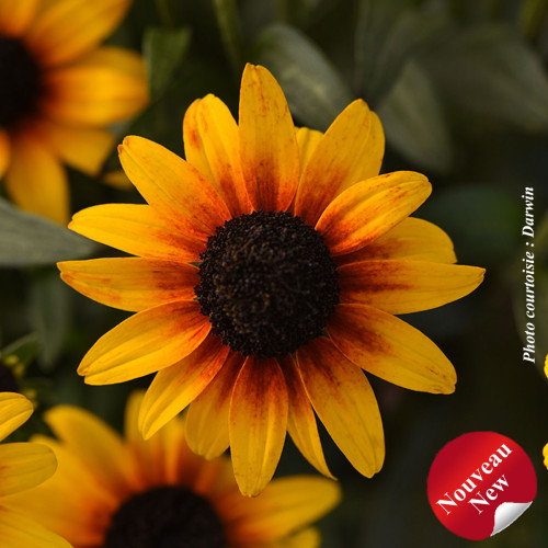 Rudbeckia x 'Suntacular' - 1g
