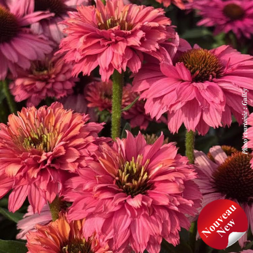 Echinacea Sunseekers 'Pink Grapefruit' -1g