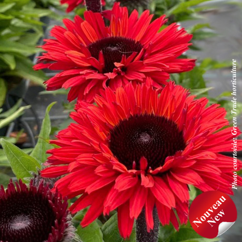 Echinacea Sunseekers 'Racing Red' - 1g