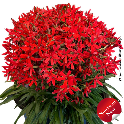 Silene 'Forged by Fire" - 1g