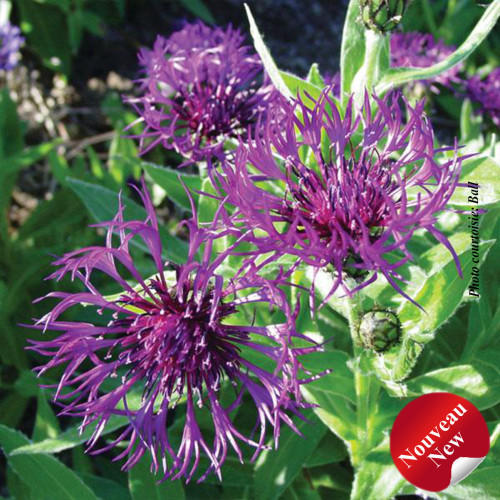Centaurea montana 'Amethyst Dream' -1g