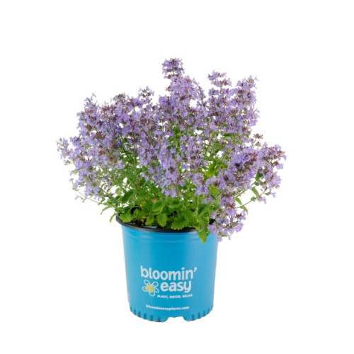Nepeta x 'SylvesterBlue' - 2g