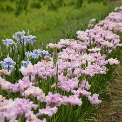 Iris ensata 'Pinkerton' 2g