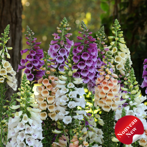 Digitalis 'Dalmatian Mixte' -2g