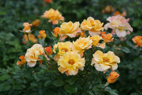 Rosa arbustif Oso Easy 'Sunorita' - 2g