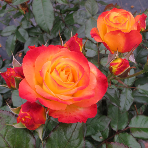 Rosa arbustif Oso Easy 'En Fuego' -2g