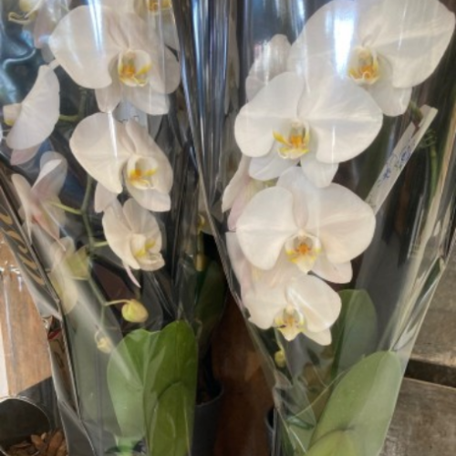 Phalaenopsis Cascade – Orchidée papillon