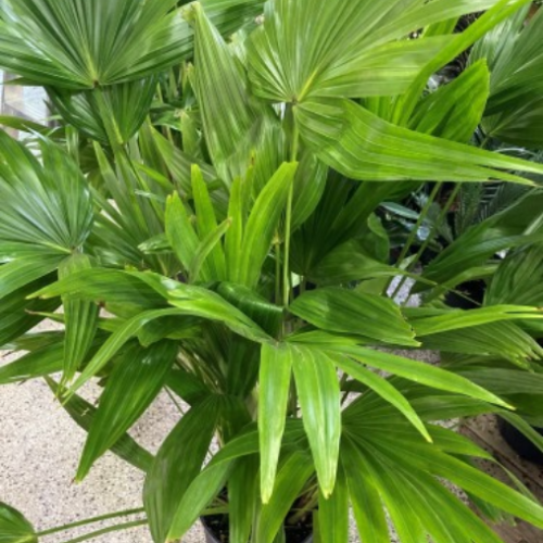 Livistonia chinensis - Palmier évantail Japonais