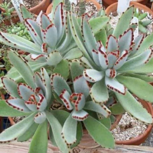 Kalanchoe tomentosa 