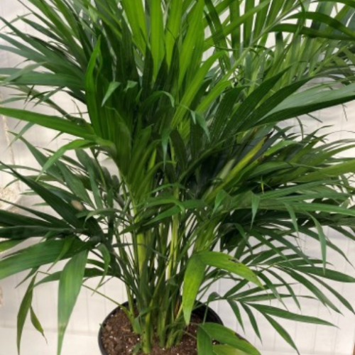 Chamaedorea cataractarum - Palmier Cascade