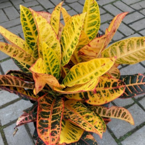 Codiaeum variegatum 'Petra'  - Croton