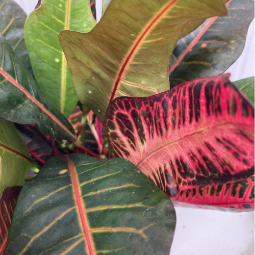 Codiaeum variegatum 'Nervia'  - Croton