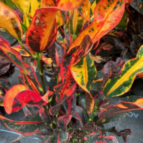 Codiaeum variegatum 'Mamey'