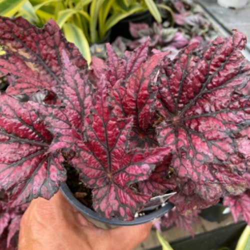 Bégonia rex Proven Winners assortis