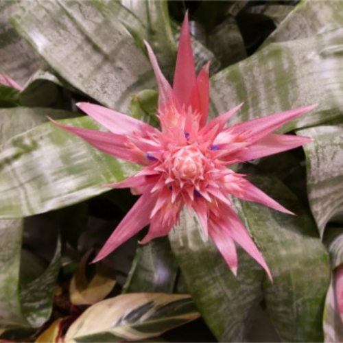 Aechmea Fasciata – Vase d’argent