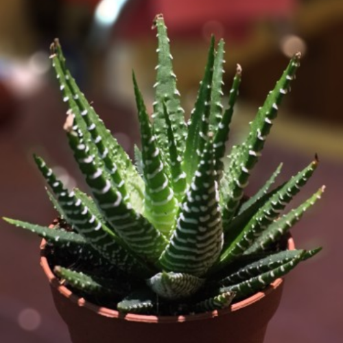 Aloe Aristata