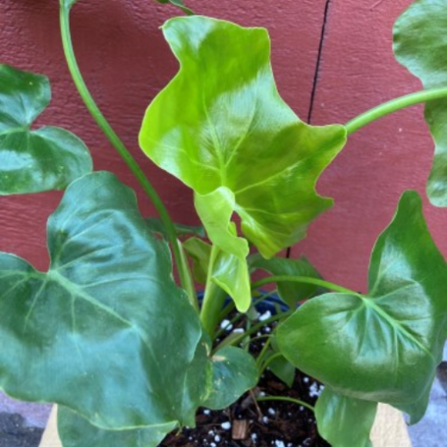 Philodendron bipinnatifidum 'Atom'