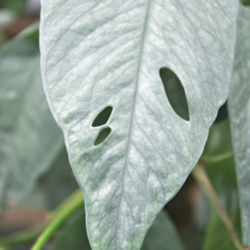 Epipremnum pinnatum 'Cebu Blue' 