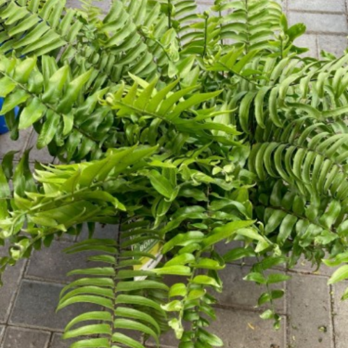 Nephrolepis bisserata 'Macho'
