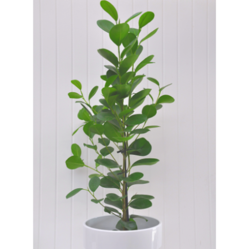 Ficus microcarpa 'Moclame'