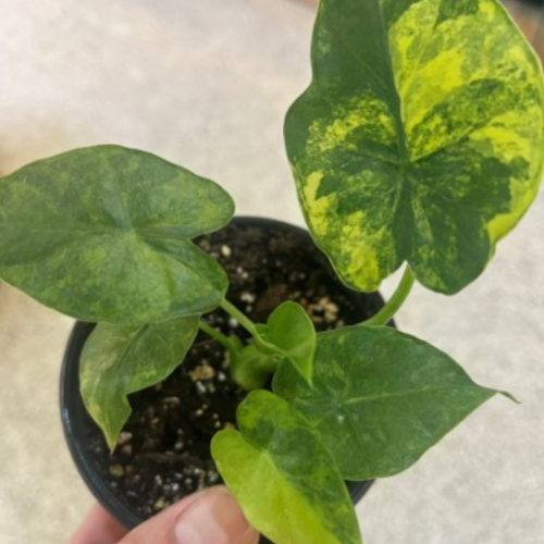 Alocasia gageana 'Aurea Variegata'