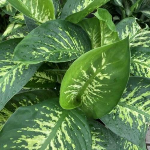 Dieffenbachia 'Tropic Snow'
