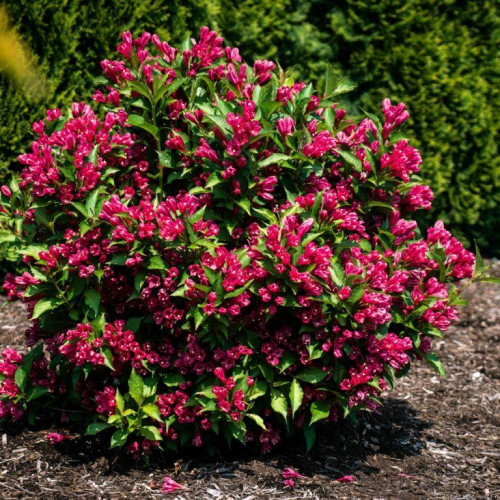 Weigela 'Watermelon Kisses' - 2g