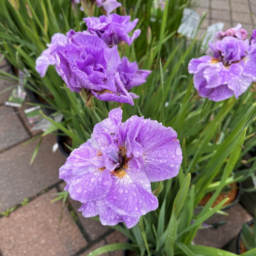 Iris sibirica 'Pink Parfait'