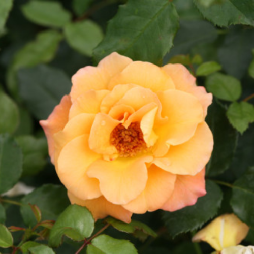 Rosa arbustif Oso Easy 'Sunorita' - 2g