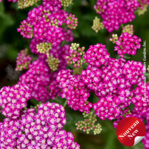 Achillea 'Firefly Fuchsia'