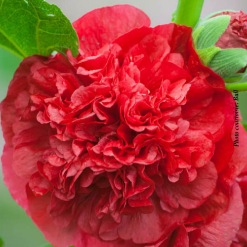 Alcea rosea 'Chater's Double Red' - 2 g