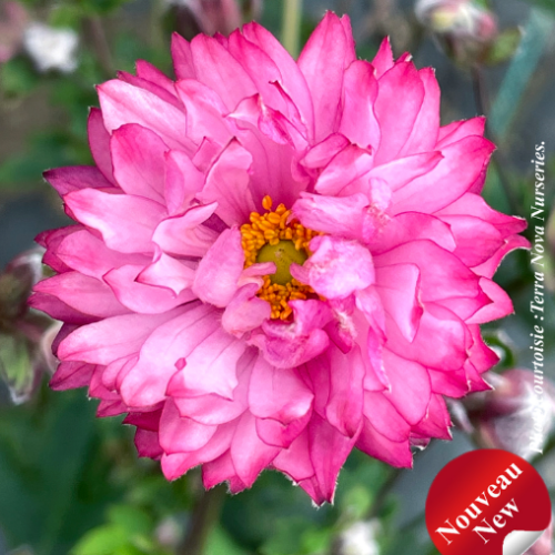 Anemone PUFF® 'Pink' -1g