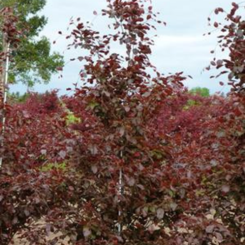 Fagus sylvatica 'Purpurea'