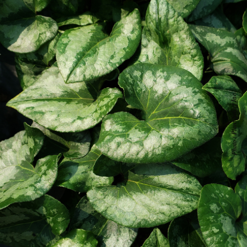 Asarum splendens