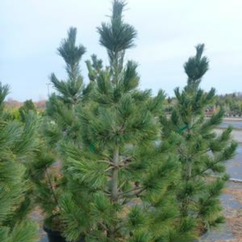 Pinus cembra 'Algonquin Pillar' - 120cm