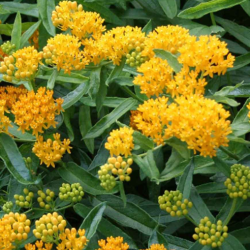 Asclepias tuberosa 'Hello Yellow'