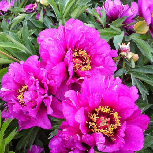 Paeonia itoh 'Morning Lilac' - 3g