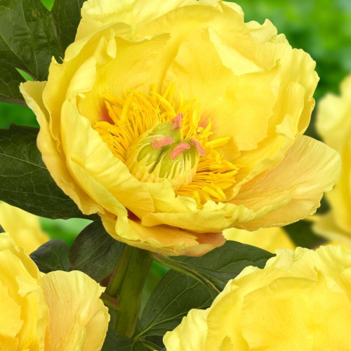 Paeonia itoh 'Garden treasure' - 3g