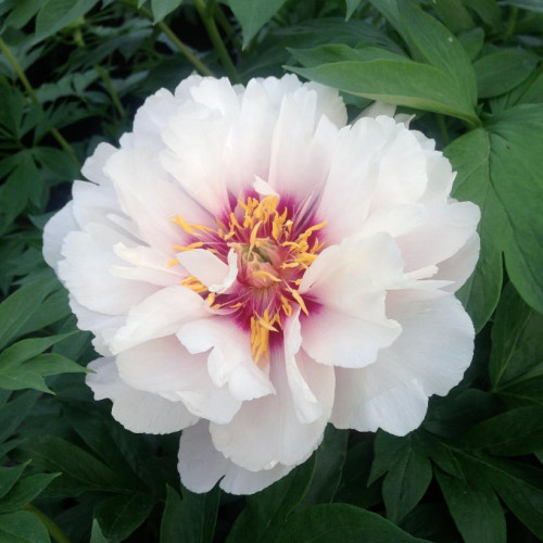 Paeonia Itoh 'Cora Louise' 