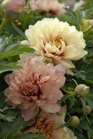 Paoenia Itoh 'Callie's Memory' - 3g