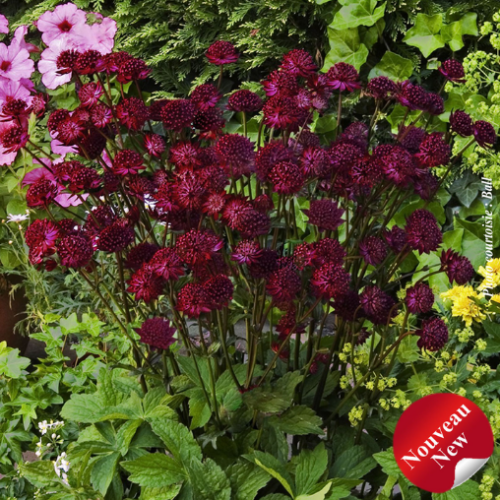 Astrantia major 'Venice' -1g