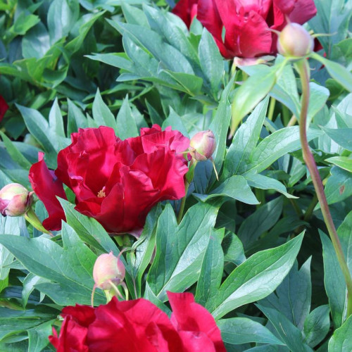 Paeonia  itoh 'Scarlet Heaven' - 3g